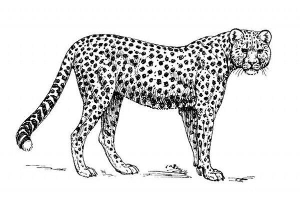 Coloriage d'un guépard en pleine course dans son habitat naturel