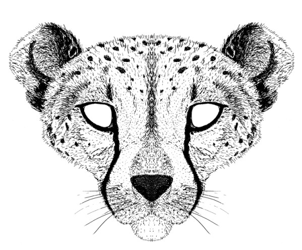 Coloriage d'un guépard en pleine course dans la savane