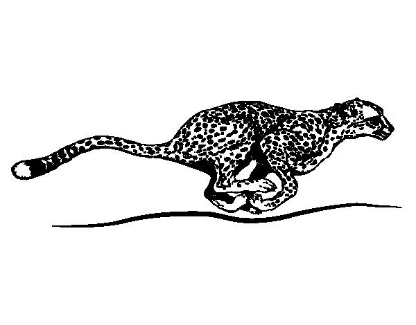 Coloriage d'un guépard en mouvement sur un fond naturel Coloriage d'un guépard en mouvement sur un fond naturel