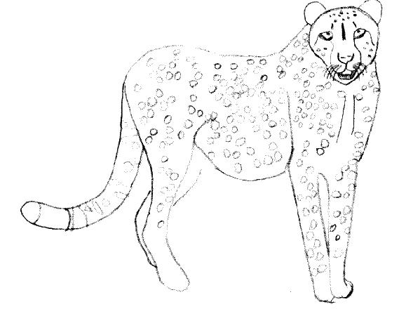 Guepard en plein mouvement dans la savane