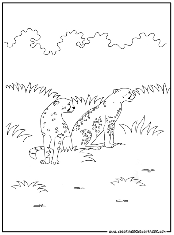Guepard courant dans la savane africaine