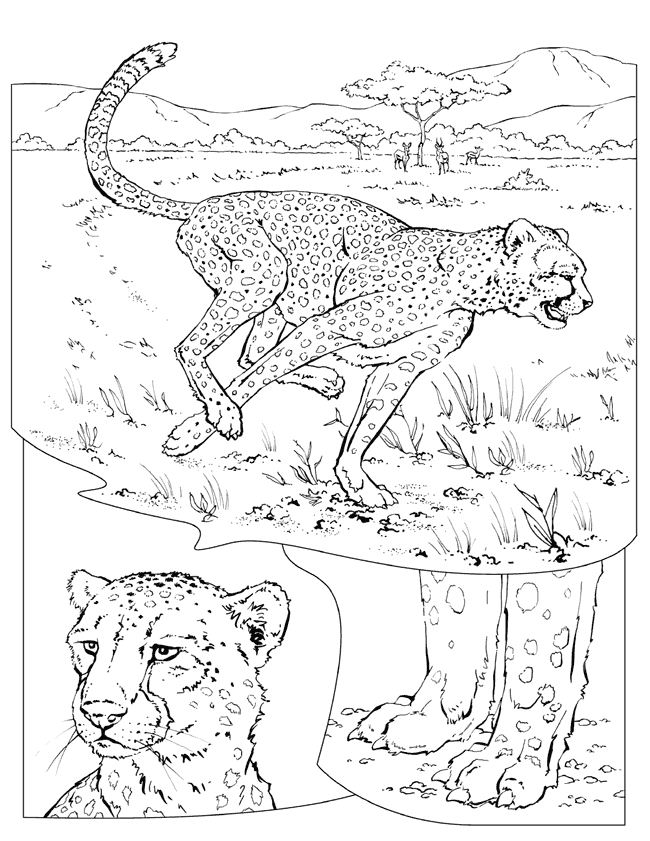 Coloriage d'un guépard en pleine course dans la savane
