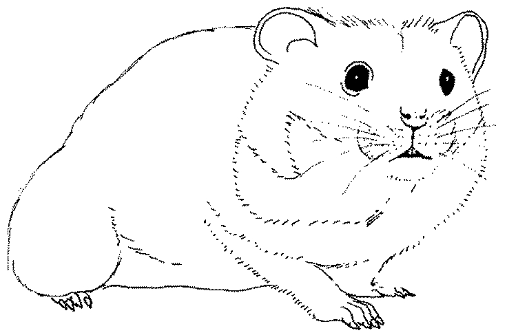 Un hamster curieux explorant son univers