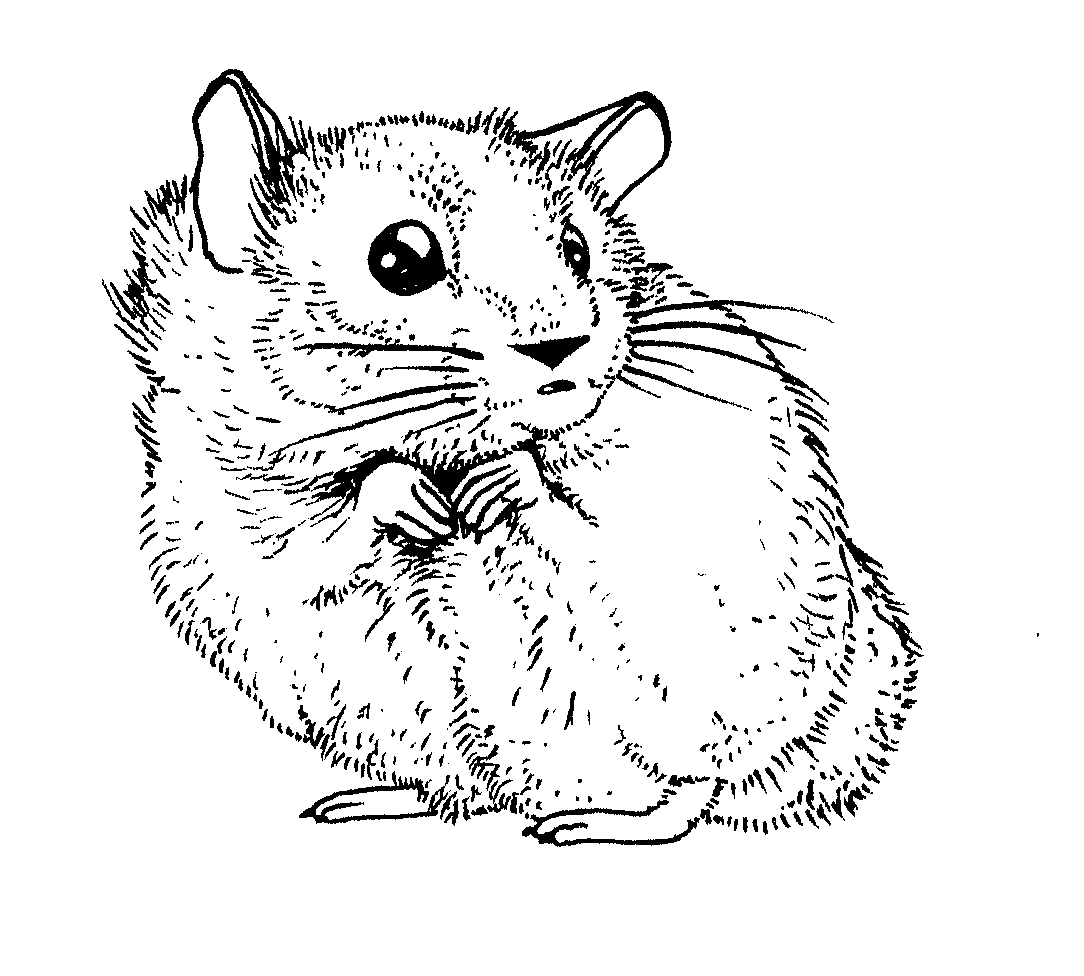 Un hamster joyeux explorant son environnement dans un coloriage