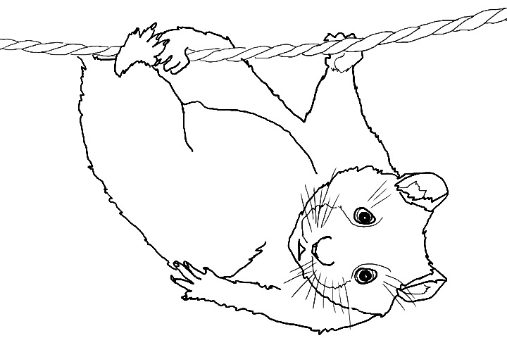 Coloriage d'un hamster joueur sur son tapis