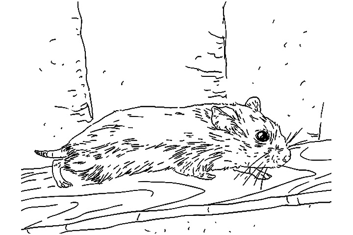 Un hamster curieux explorant son environnement