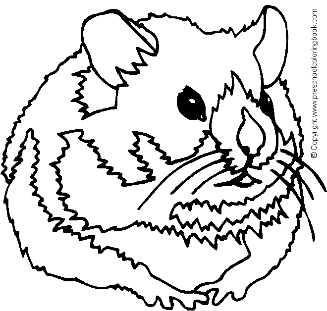 Hamster se promenant dans un décor naturel