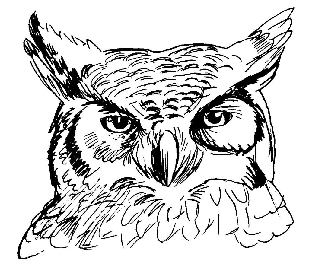 Coloriage d'un hibou perché sur une branche avec un fond de feuillage