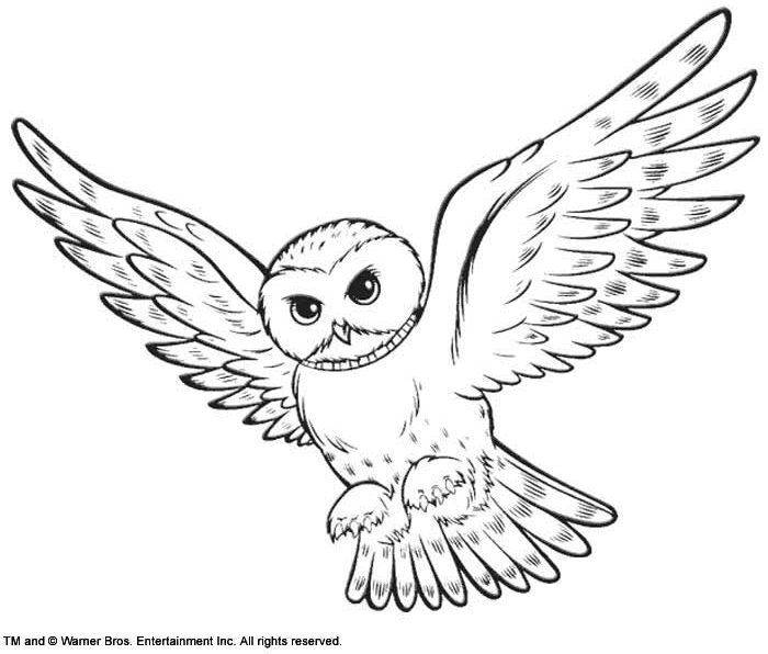 Hibou perché sur une branche, entouré d'éléments naturels