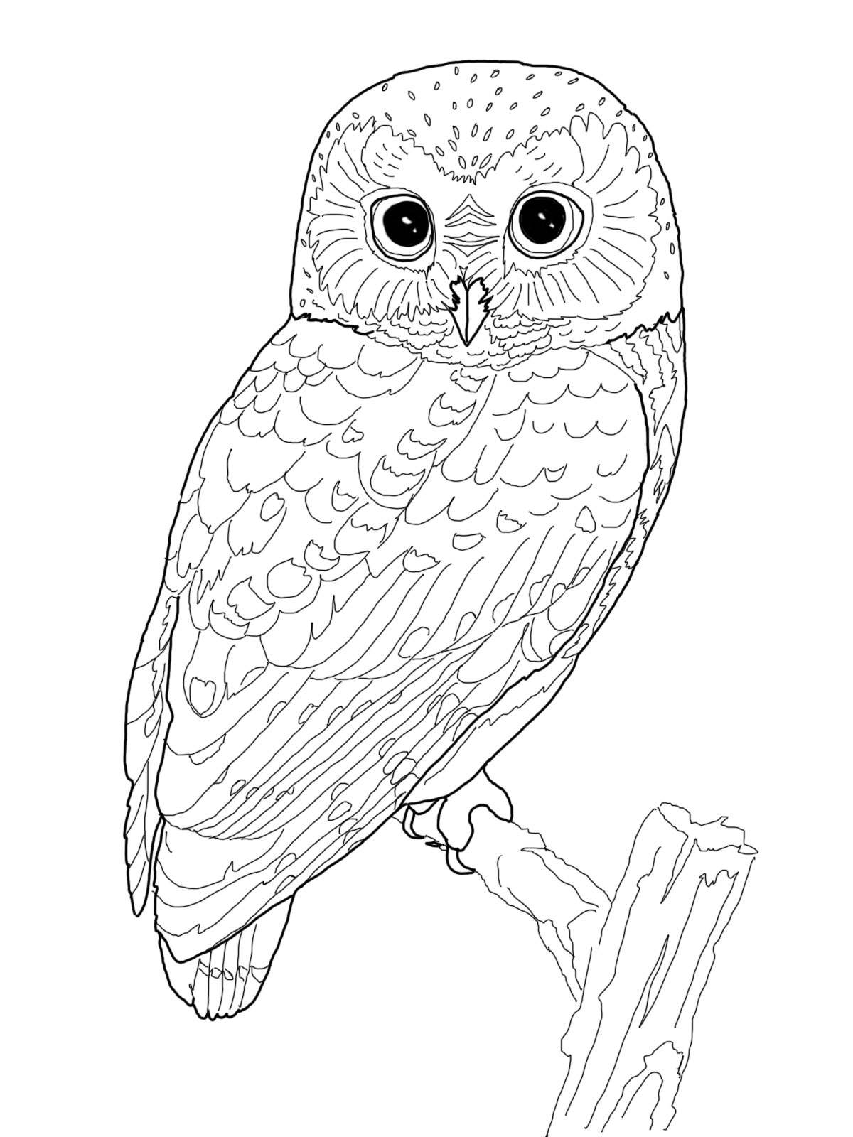 Hibou perché sur une branche dans un paysage nocturne