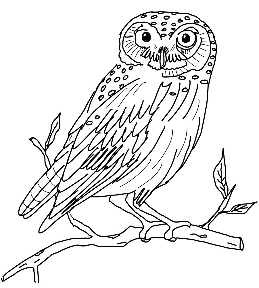 Un hibou perché sur une branche dans la nuit étoilée