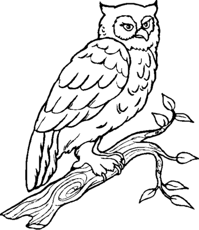Coloriage d'un hibou perché sur une branche d'arbre
