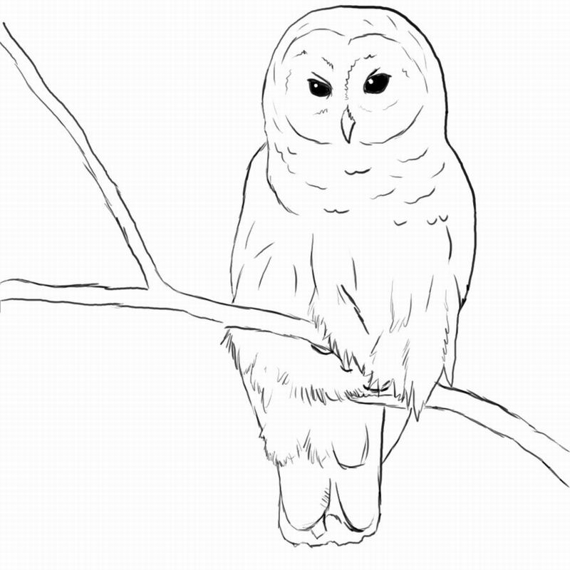 Hibou perché sur une branche dans un décor naturel