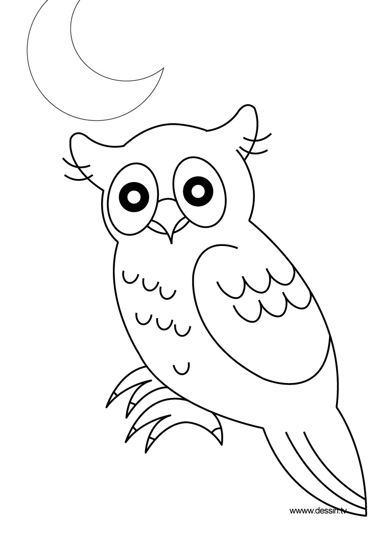 Coloriage d'un hibou perché sur une branche d'arbre