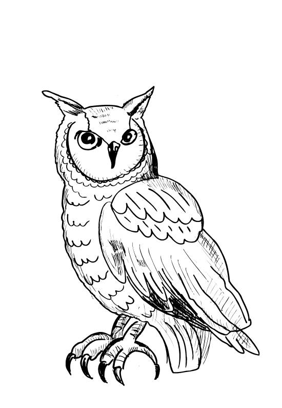 Un hibou perché sur une branche, prêt à veiller sur la nuit