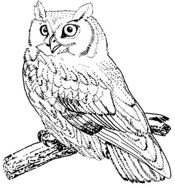 Un hibou perché sur une branche sous un ciel étoilé