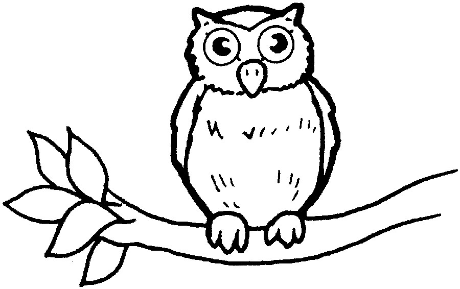Coloriage d'un hibou perché sur une branche dans la nuit étoilée