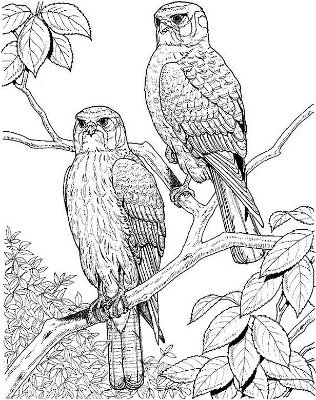Un hibou perché sur une branche sous un ciel étoilé