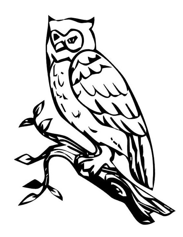 Un hibou perché sur une branche avec un décor de nature