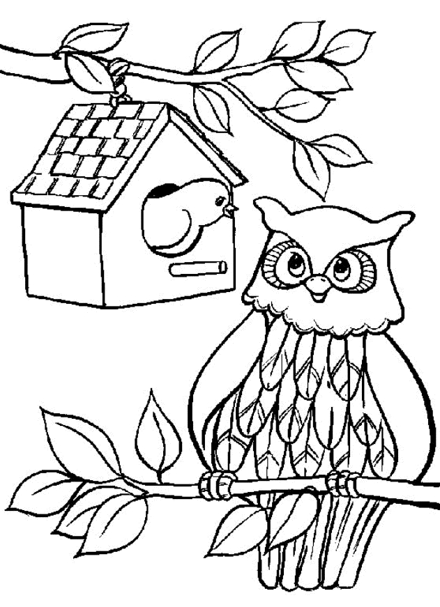 Un hibou aux yeux ronds perché sur une branche