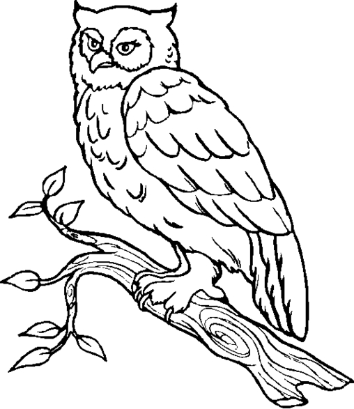 Un hibou perché sur une branche dans la nuit étoilée