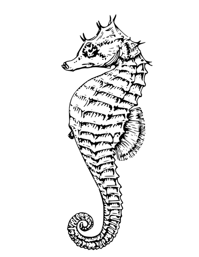 Coloriage d'un hippocampe dans son habitat marin
