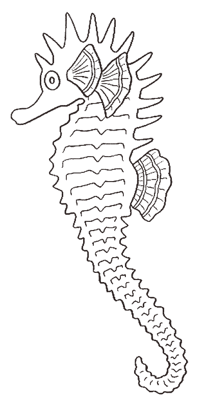 Hippocampe élégant évoluant parmi les algues marines
