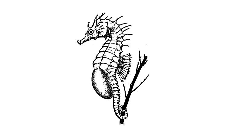 Coloriage d'un hippocampe élégant évoluant dans son habitat marin