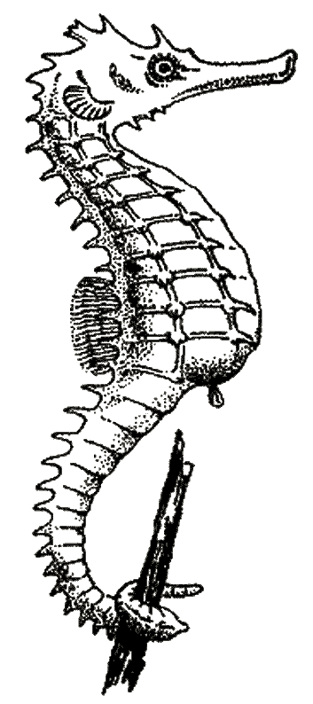 Coloriage d'un hippocampe nageant parmi des algues marines Coloriage d'un hippocampe nageant parmi des algues marines