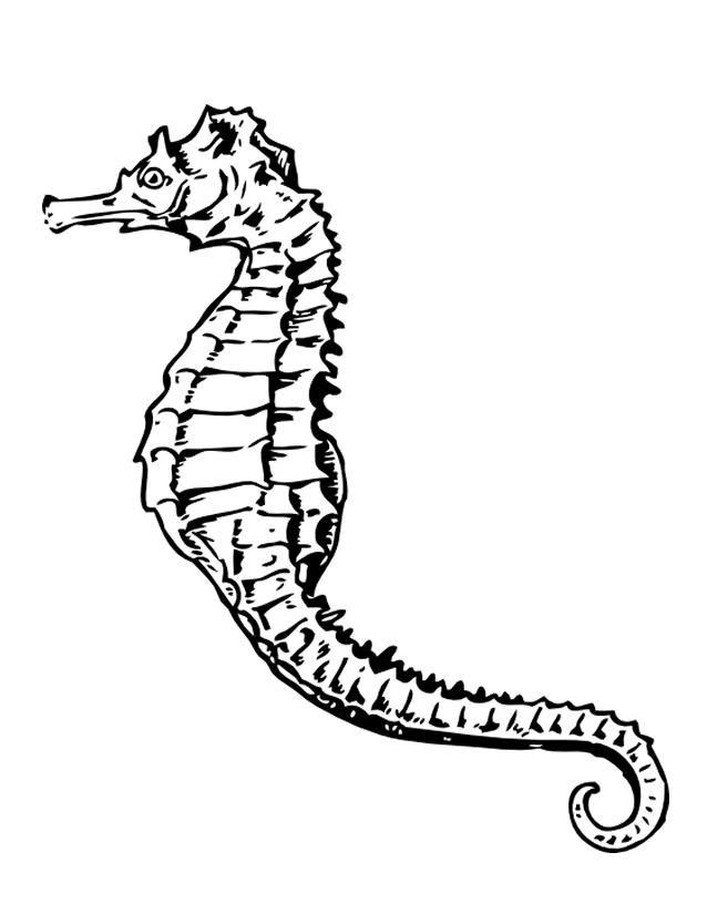 Coloriage d'un hippocampe en milieu marin