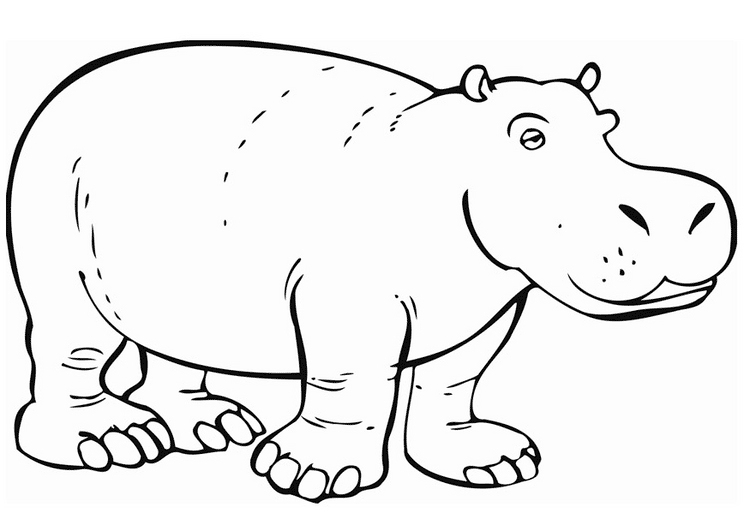 Hippopotame se reposant dans un décor aquatique