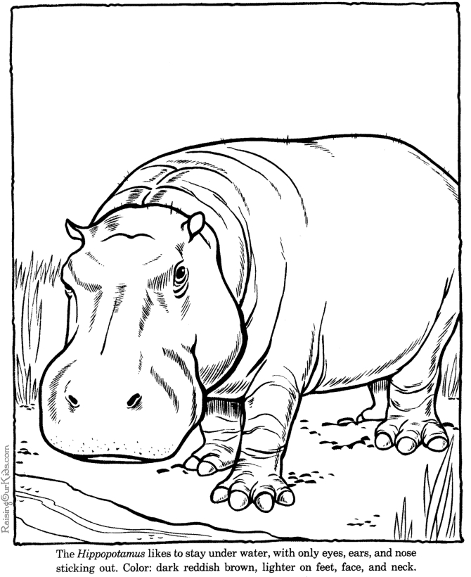 Un hippopotame se reposant paisiblement au bord de l'eau