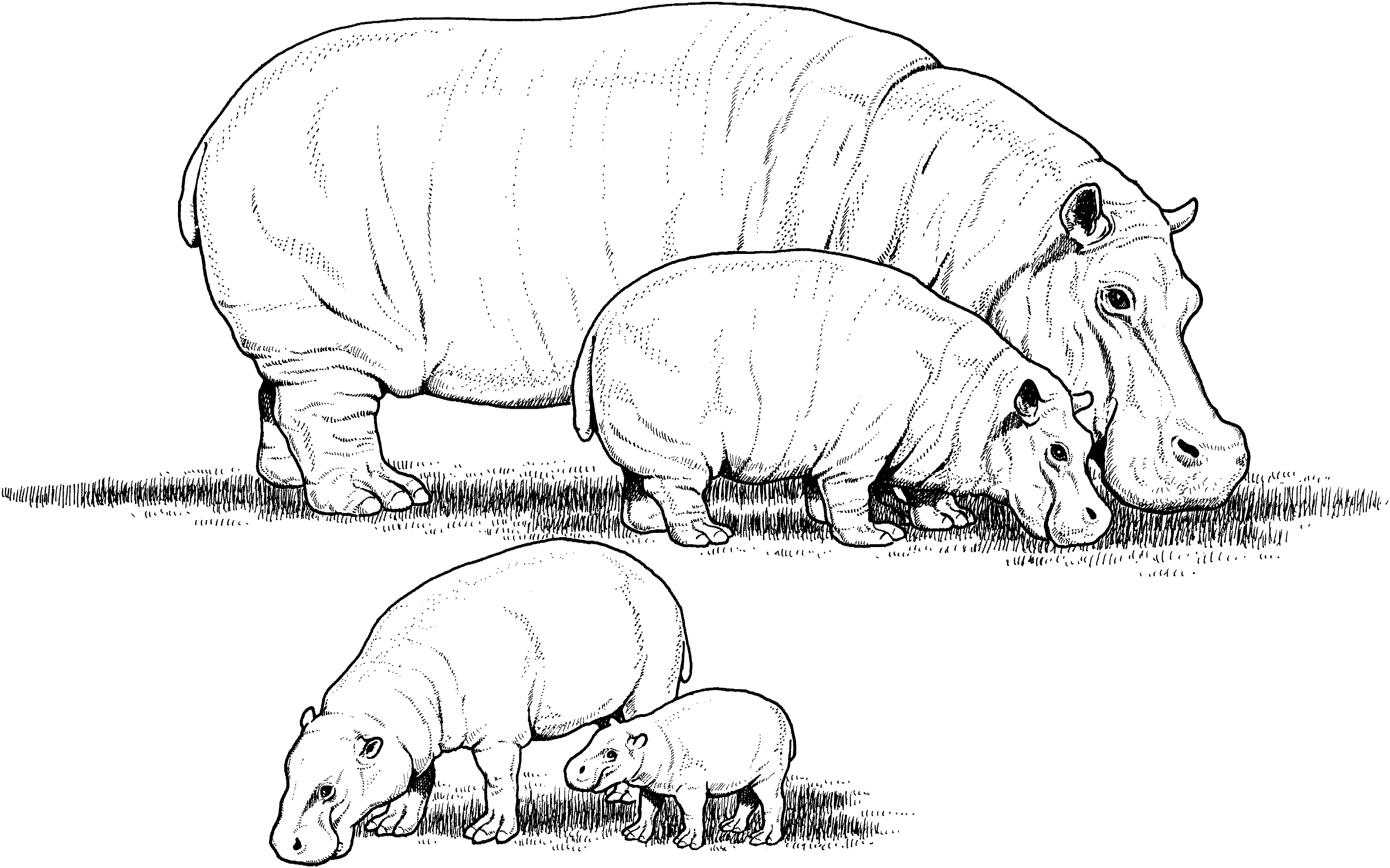 Hippopotame se reposant au bord d’une rivière tranquille