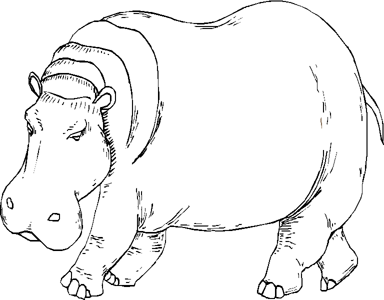 Hippopotame se reposant au bord d'une rivière