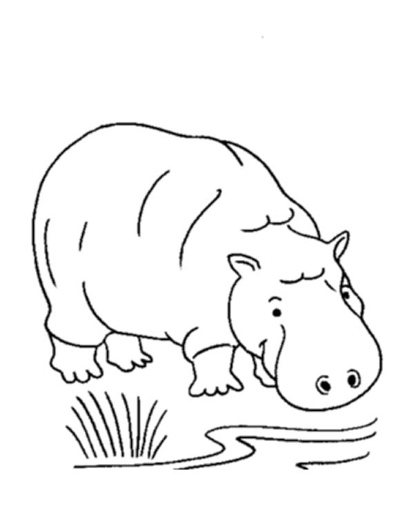 Hippopotame se reposant paisiblement au bord de l'eau