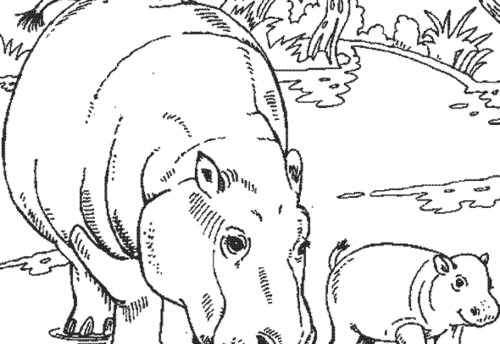 Hippopotame joyeux dans son environnement aquatique