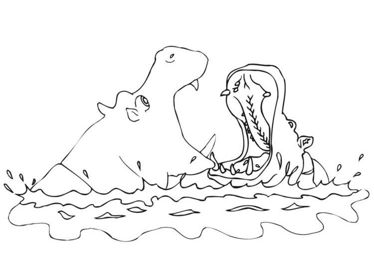 Hippopotame joyeusement installé au bord d'une mare