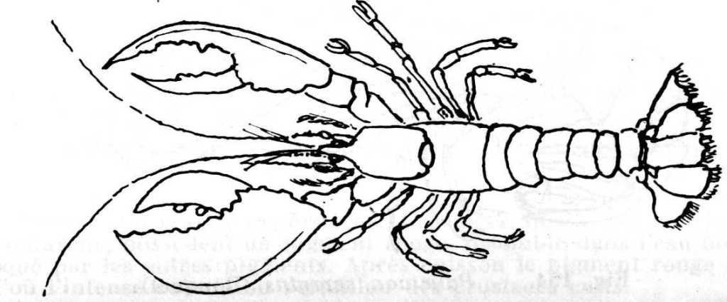 Coloriage d'un homard en pleine mer avec des éléments marins