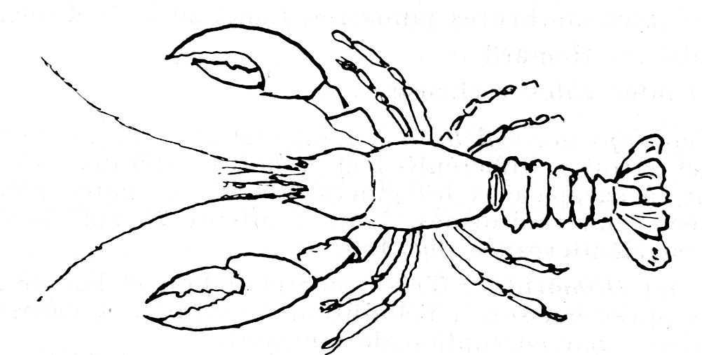 Coloriage d'un homard en pleine mer avec des algues