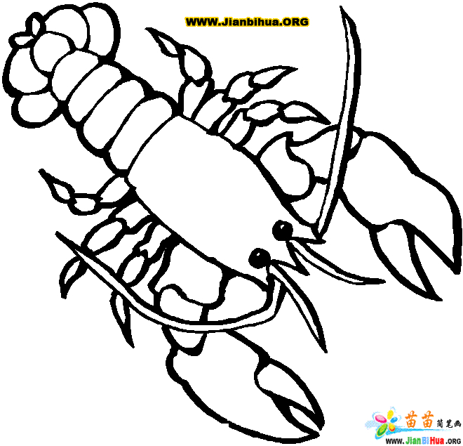 Coloriage d'un homard sur fond marin Coloriage d'un homard sur fond marin