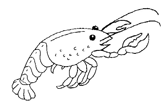 Coloriage d'un homard sur fond aquatique
