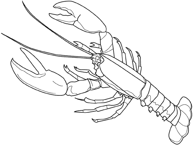 Coloriage d'un homard posé sur un fond marin
