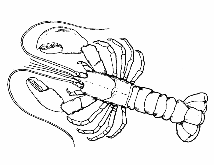 Coloriage d'un homard en pleine mer