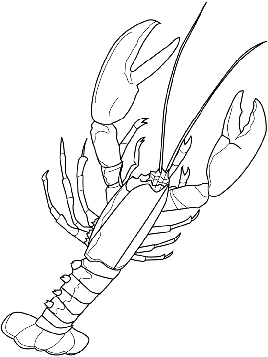 Coloriage d'un homard sur fond marin