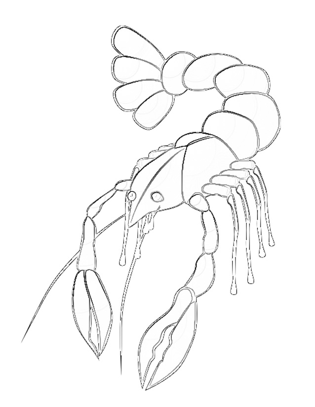 Coloriage d'un homard avec détails marins