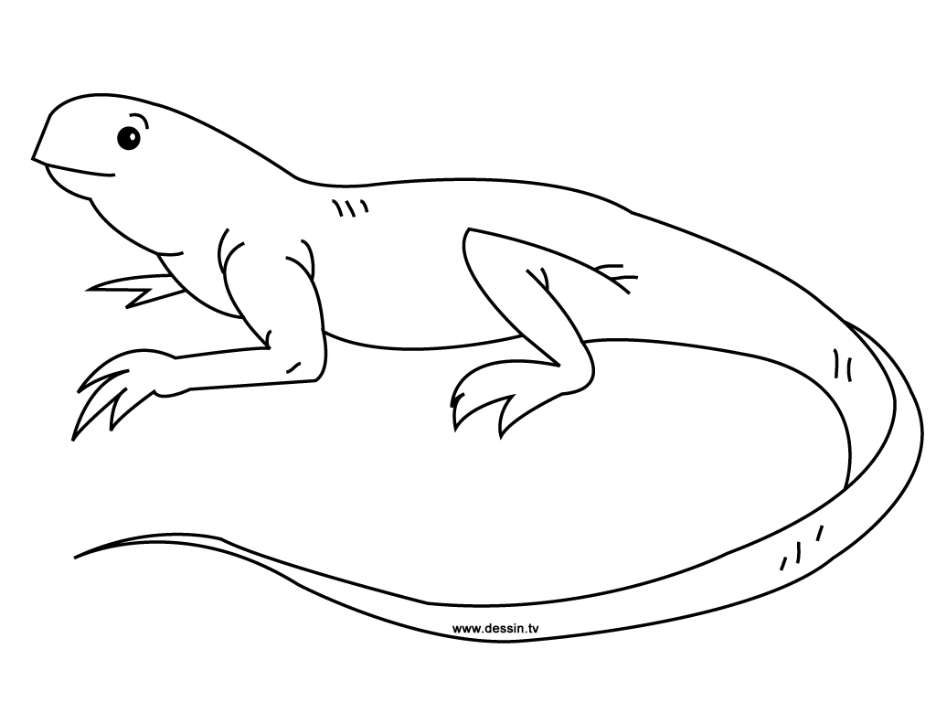 Un iguane sur un rocher dans son habitat naturel