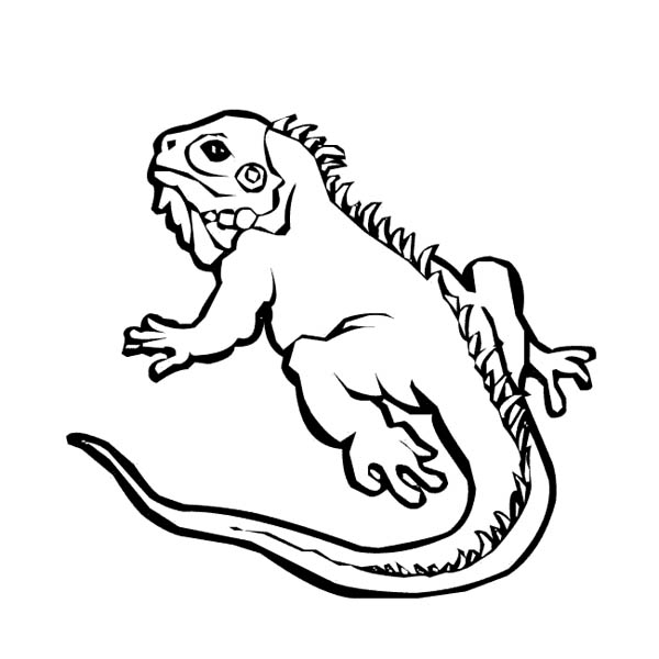 Coloriage Iguane #6508 à imprimer Coloriage Iguane #6508 à imprimer