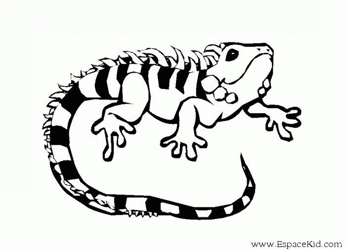 Un iguane majestueux au repos sur une branche