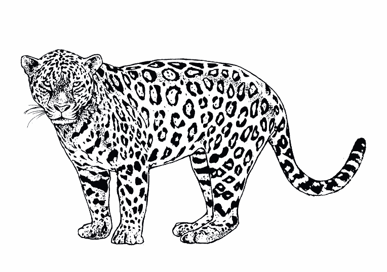 Un jaguar majestueux dans la jungle