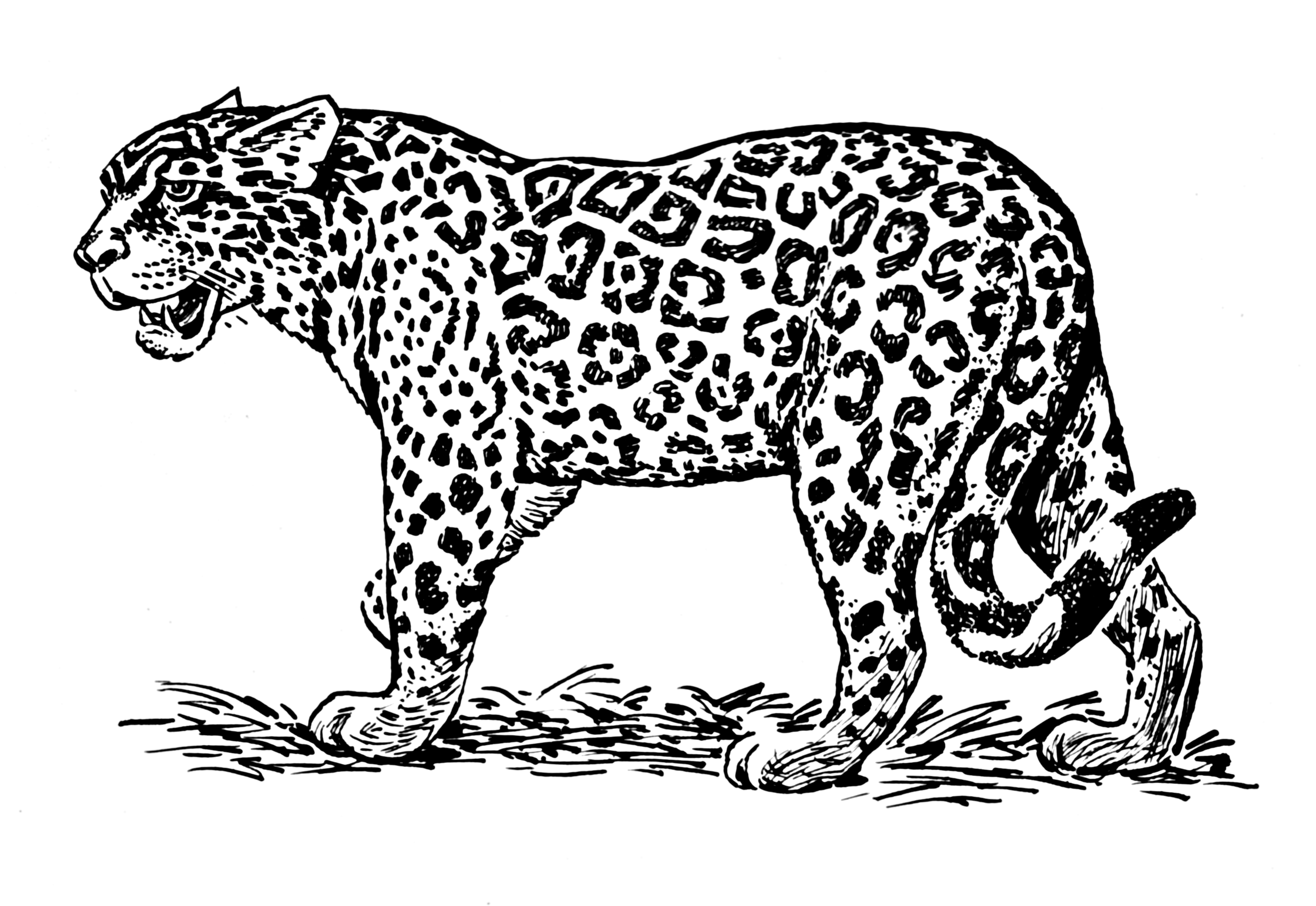 Coloriage d'un jaguar majestueux dans son habitat naturel